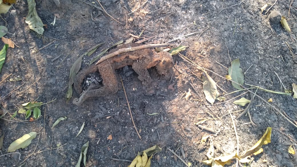 (Queimada) Fogo criminoso destrói vegetação, casas, e mata famílias, em Machadinho d'Oeste - RO.